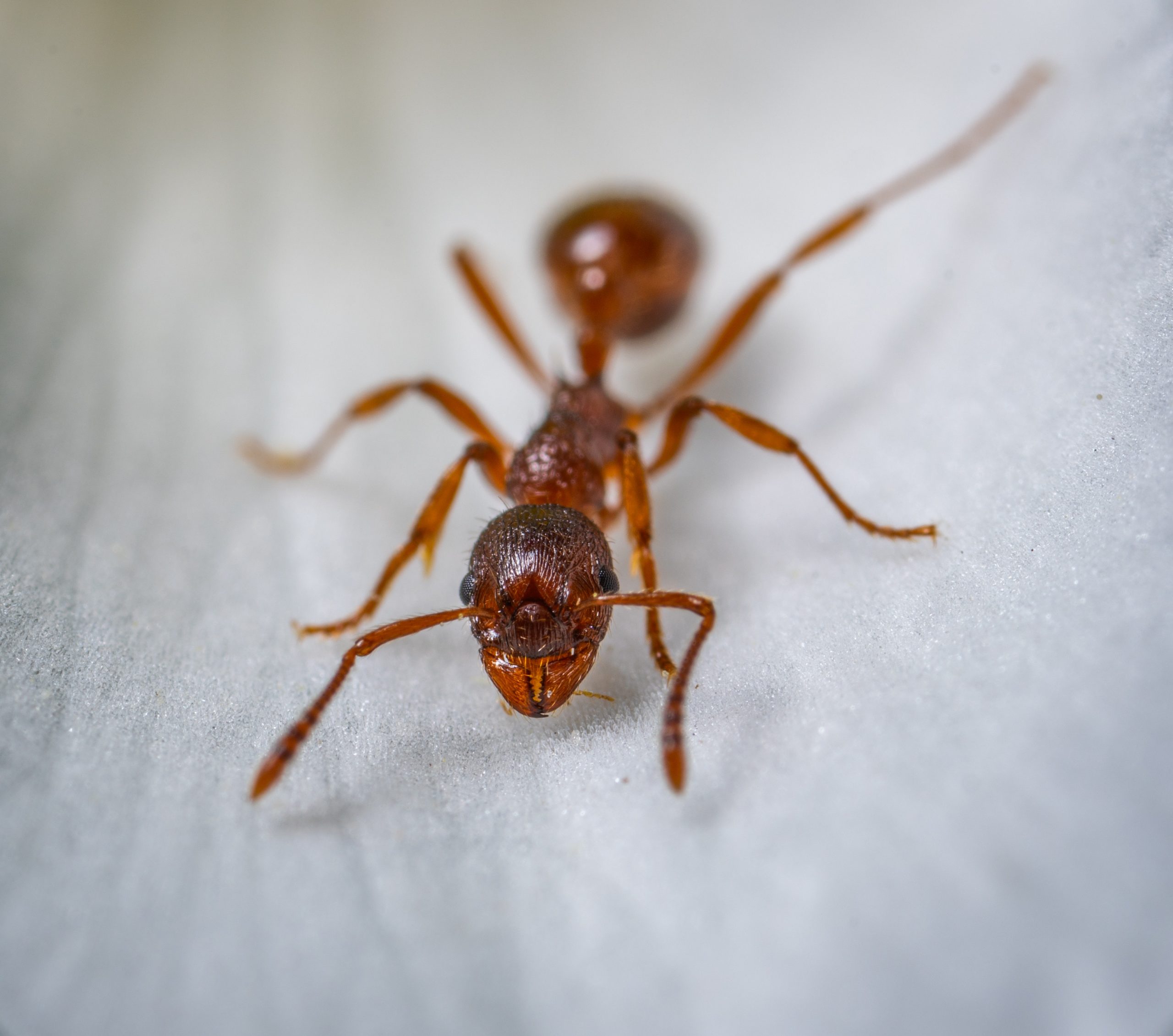 ants