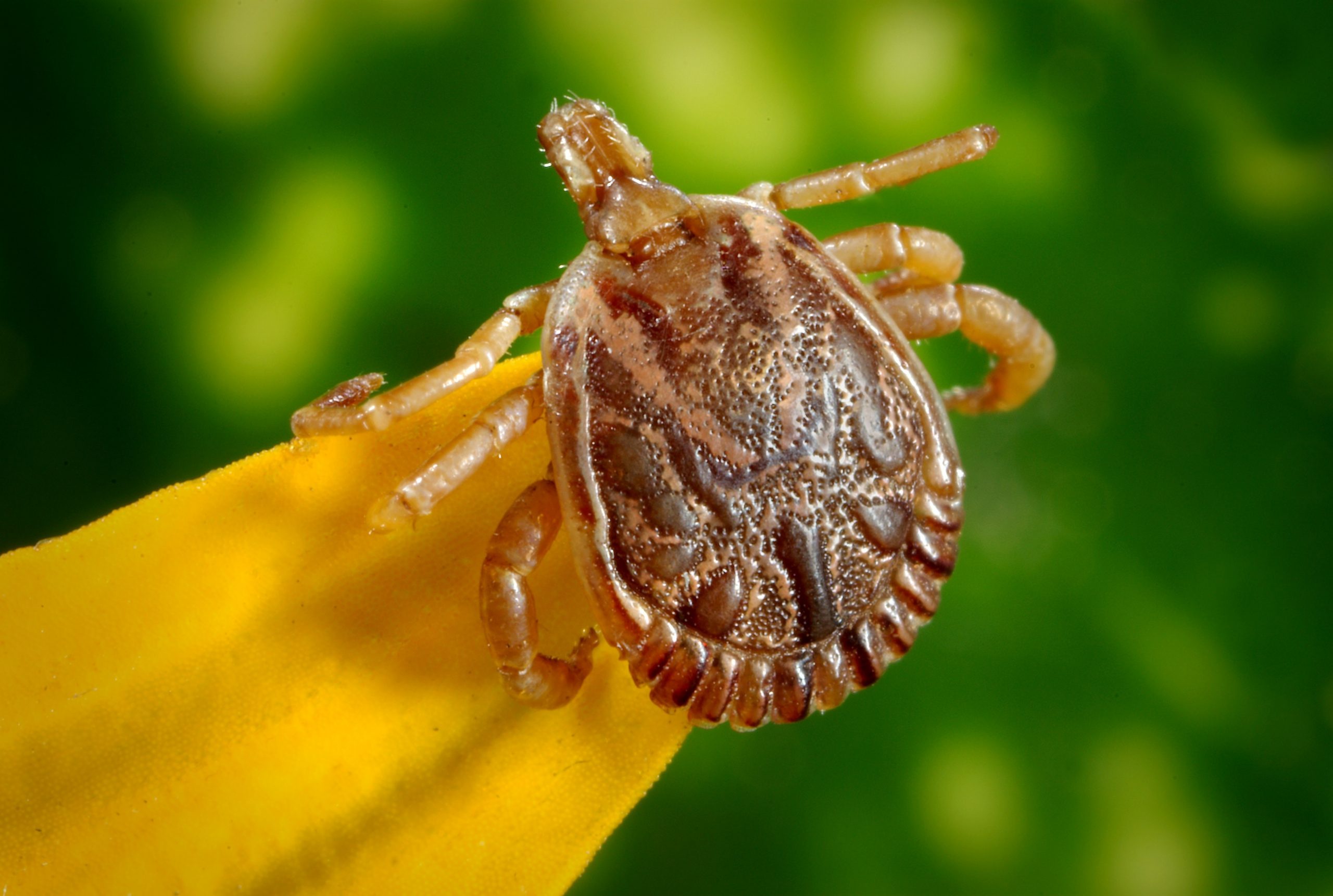 bed-bug